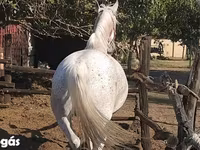 Stute, Lipizzaner — Foto 2