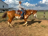 घोड़ा, American paint horse — फ़ोटो 7