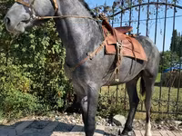 حصان, Hanoverian — الصورة 1