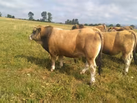 Toro, Aubrac cattle — foto 1