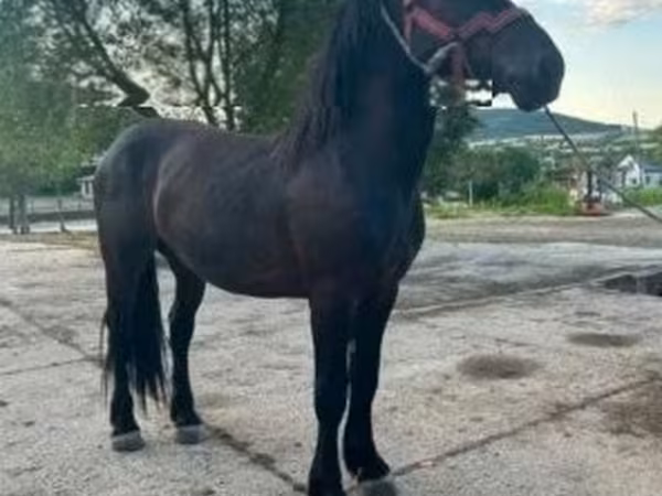 公马, Horses