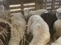 Owca, Blackheaded Persian sheep — zdjęcie 5