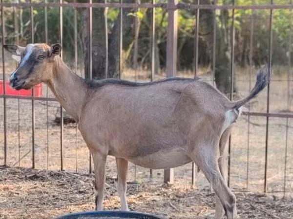 Dişi keçi, Alpine goat