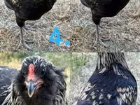 Araucana — Foto 4