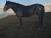 公马, Kushum Horse — 照片 5