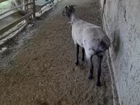 Schafe (Partie, Geschlecht nicht angegeben), Merino sheep — Foto 5