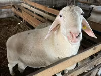 Ram, Assaf sheep — photo 1