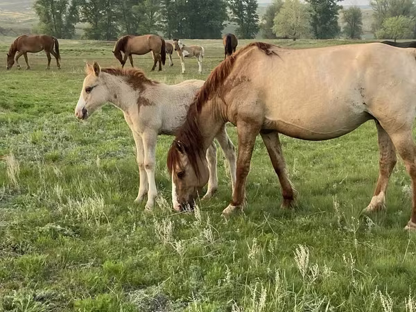 Cheval, Russian Heavy Draft