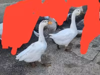 Geese — Foto 4