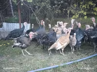 Turkeys — photo 3