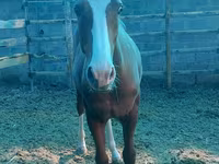 Horse (M), Russian Don — photo 3