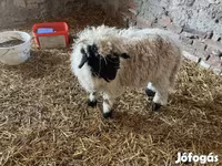 公羊, Wallis Country sheep — 照片 3