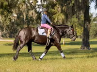 فرس, Percheron — الصورة 8