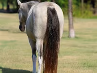 Stute, Skyros Pony — Foto 7