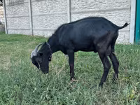 Billy Goat, Murcia-Granada goats — photo 2