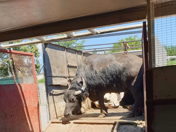 母牛, African Buffalo
