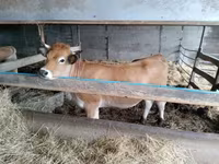 Vaca, Aubrac cattle — foto 2