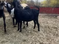 Billy Goat, Alpine goat — photo 2