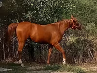 Yegua, Arabian horse — foto 2