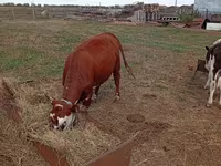 Cow, Hereford — photo 2