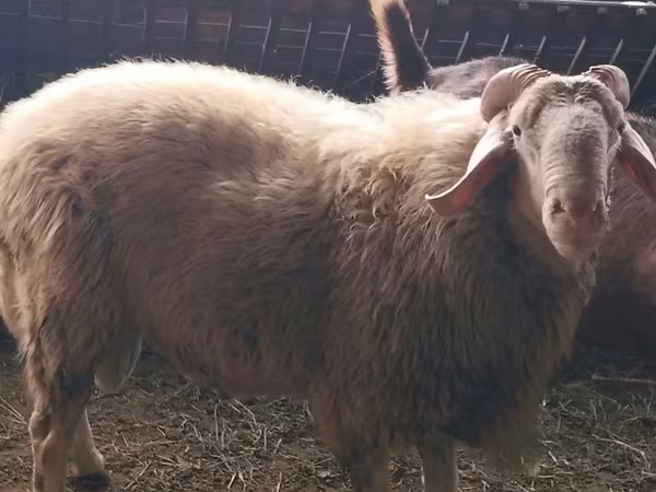 Ram, Assaf sheep