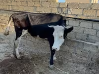 गाय, लाल-धब्बेदार नस्ल — फ़ोटो 1