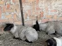 भेड़, White Suffolk sheep — फ़ोटो 2