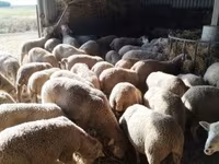 Ovce, Ile-de-France sheep — foto 3