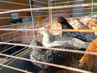 Yapon Bantam — foto 1
