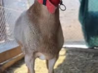 Ram, Rhon sheep — photo 4