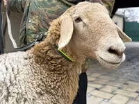 Brebis, Arashan sheep — photo 4