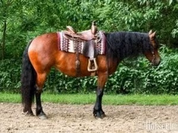 Yegua, Friesian