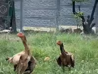 Ayam Cemani — photo 1