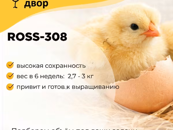 रॉस 308