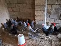 Chickens — photo 1