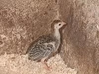 Guinea fowl — zdjęcie 2