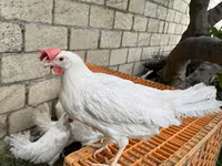 Leghorn — zdjęcie 2
