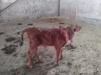 Kuh, Red Estonian cattle — Foto 3