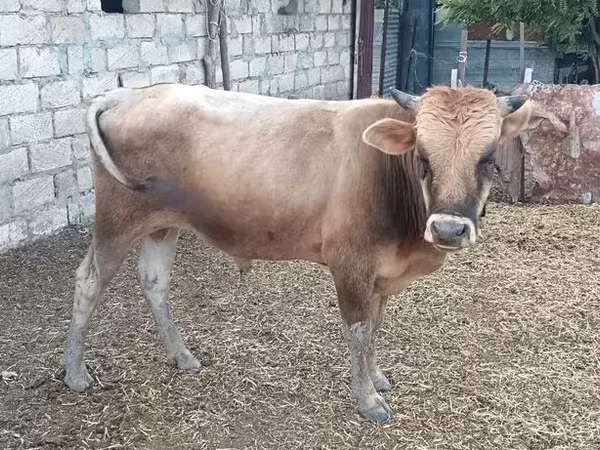 Taureau, Yak sauvage