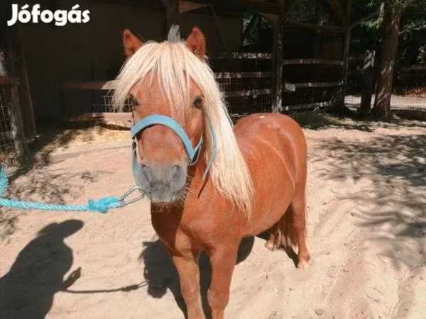 公马, Shetland Pony