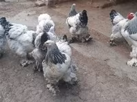 Brahma — foto 2