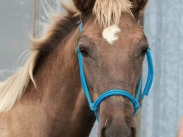 Cheval, Black Sea breed