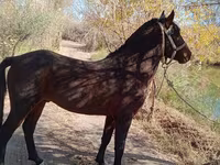 Caballo, Karabair horse — foto 2