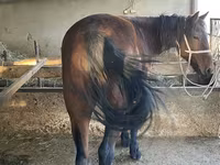 حصان, Tatar horse — الصورة 3