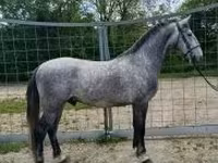 Kůň, Lipizzaner — foto 1