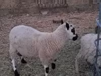 Кочкор, Керри-Хилл койу — сүрөт 2