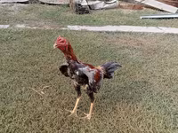 Chickens — foto 2