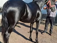 घोड़ा, Friesian — फ़ोटो 1