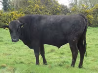 Taureau, Wagyu — photo 1