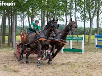 حصان, Nonius horse — الصورة 6